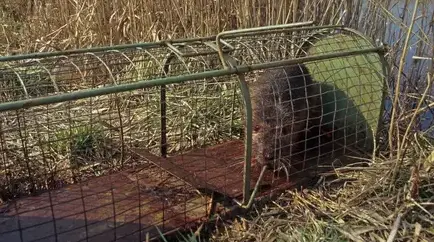 désinfection punaise de lit Janzé-4