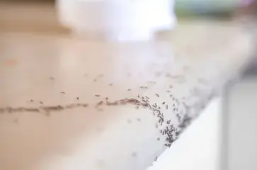 désinfection punaise de lit Janzé-5