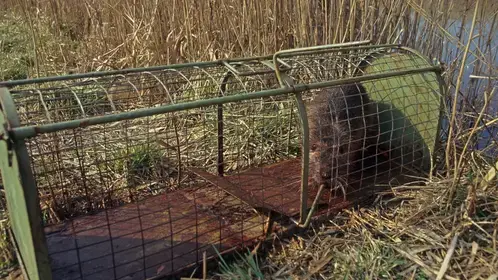 désinfection punaise de lit La Guerche-de-Bretagne-1