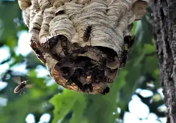 désinfection punaise de lit La Guerche-de-Bretagne-2