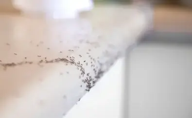 désinfection punaise de lit La Guerche-de-Bretagne-3