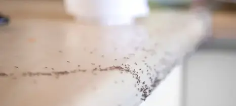 désinfection punaise de lit La Guerche-de-Bretagne-4