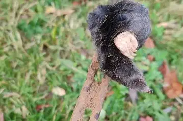 désinfection punaise de lit La Guerche-de-Bretagne-5