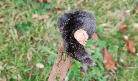 désinfection punaise de lit Pouancé-1