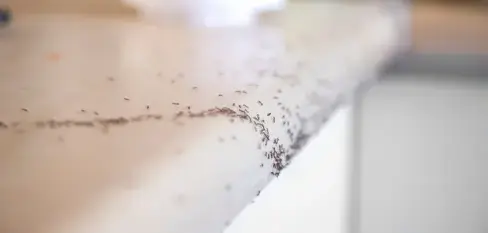 désinfection punaise de lit Pouancé-2