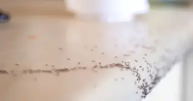 désinfection punaise de lit Pouancé-3