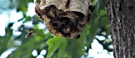 désinfection punaise de lit Pouancé-4