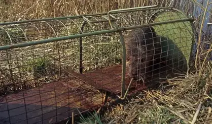 désinfection punaise de lit Pouancé-5