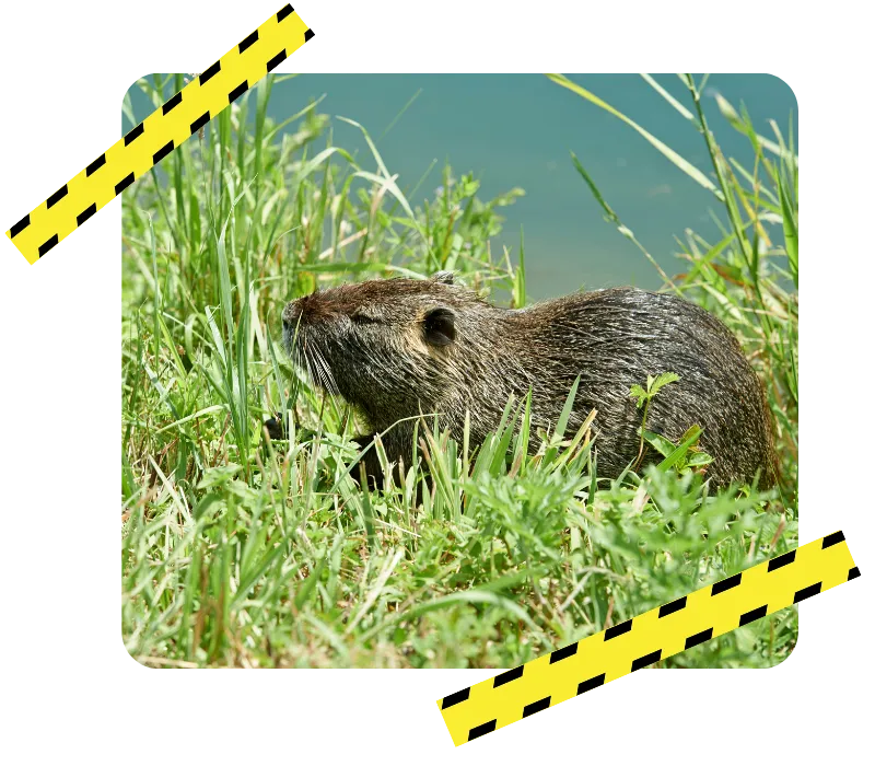 desinfection punaise de lit retiers