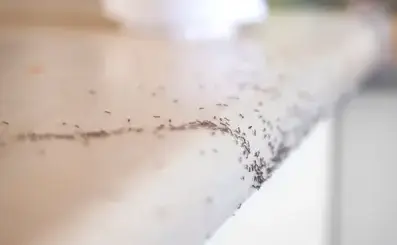 désinsectisation Bais-1