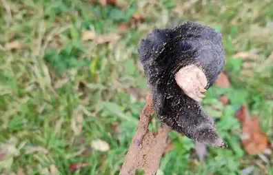 désinsectisation Bais-2