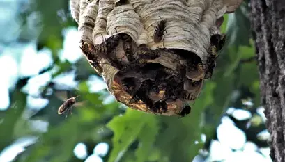 désinsectisation Bais-3