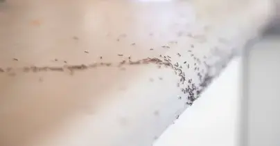 désinsectisation Bais-4