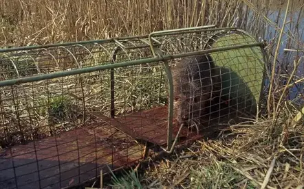 désinsectisation Bais-5