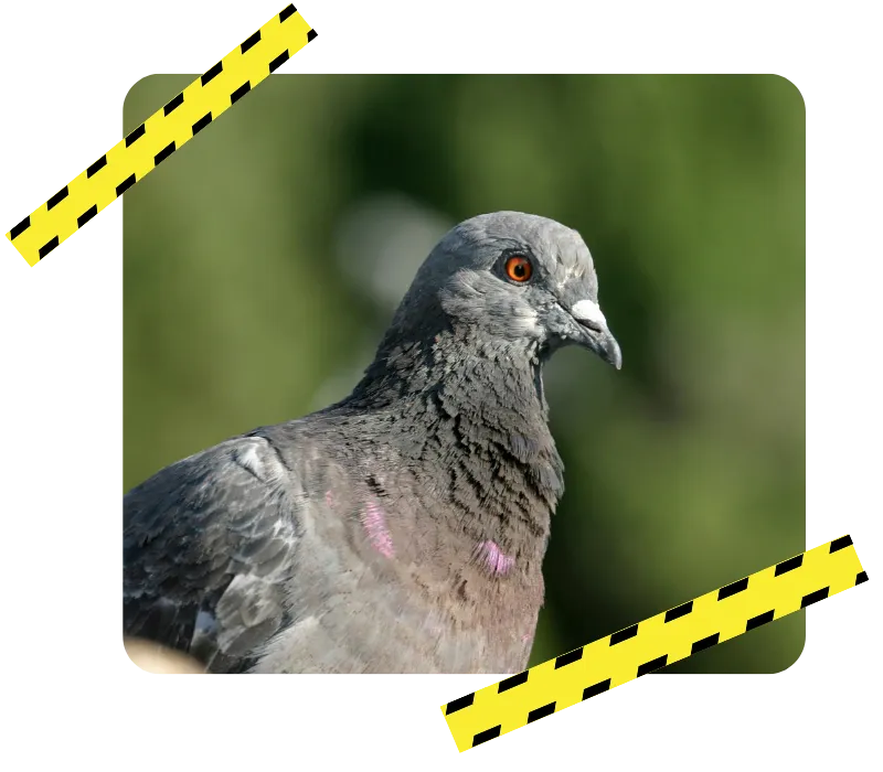 desinsectisation chateaubriant