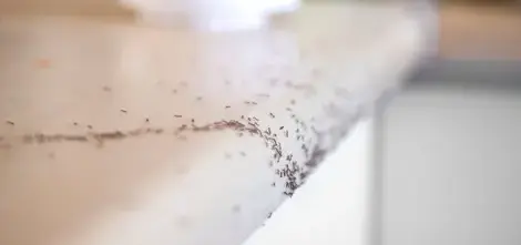désinsectisation Janzé-1