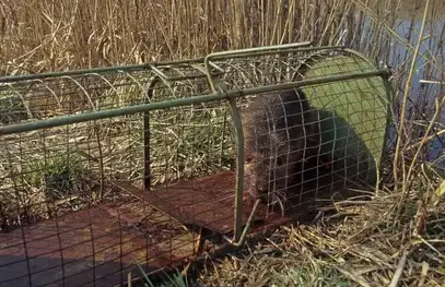 désinsectisation La Guerche-de-Bretagne-1