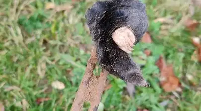 désinsectisation La Guerche-de-Bretagne-2