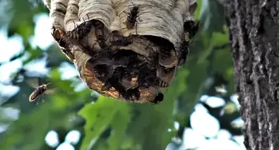 désinsectisation La Guerche-de-Bretagne-3