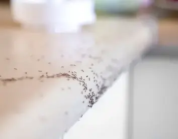 désinsectisation La Guerche-de-Bretagne-5