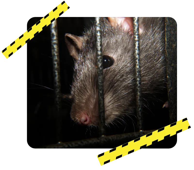 desinsectisation la guerche de bretagne