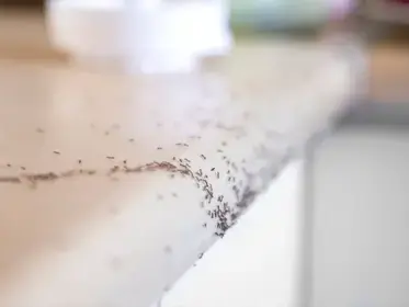 désinsectisation Pouancé-1