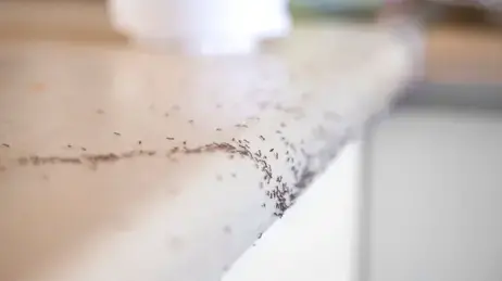 désinsectisation Pouancé-2