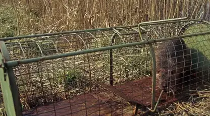 désinsectisation Pouancé-3