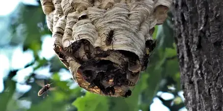 désinsectisation Pouancé-4