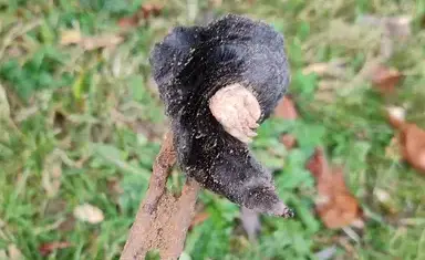 désinsectisation Pouancé-5