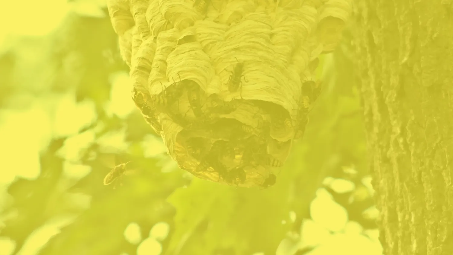 desinsectisation pouance