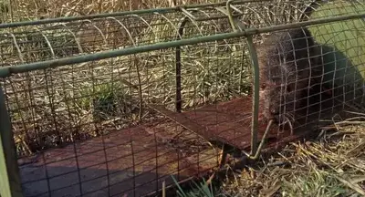 destruction nid de frelon Bais-1