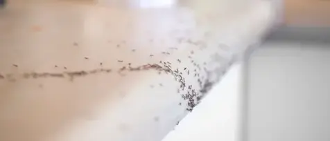 destruction nid de frelon Bais-2