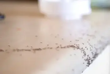 destruction nid de frelon Bais-3