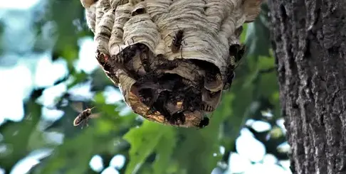 destruction nid de frelon Bais-4