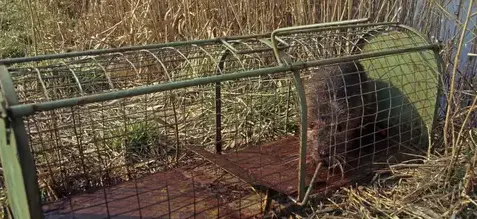 destruction nid de frelon Craon-1