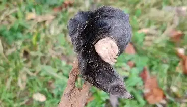 destruction nid de frelon Craon-3