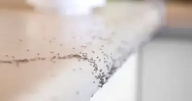 destruction nid de frelon Craon-5