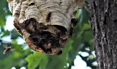 destruction nid de frelon Eancé-1