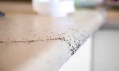 destruction nid de frelon à Eancé - image 2