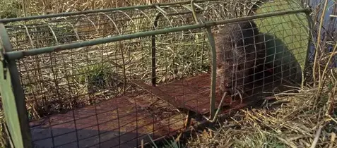 destruction nid de frelon à Eancé - image 3