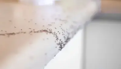 destruction nid de frelon à Eancé - image 4