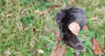 destruction nid de frelon Eancé-5