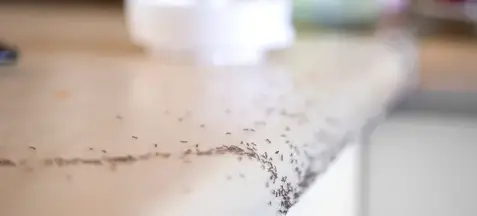 destruction nid de frelon Janzé-1