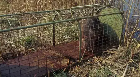 destruction nid de frelon Janzé-2