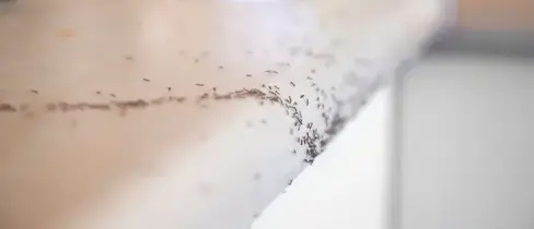 destruction nid de frelon Janzé-3