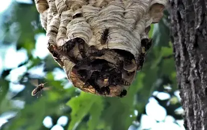 destruction nid de frelon Janzé-4