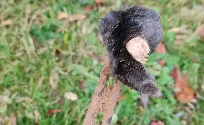 destruction nid de frelon Janzé-5