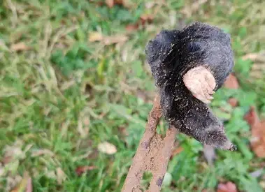 destruction nid de frelon La Guerche-de-Bretagne-1