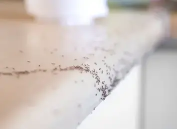 destruction nid de frelon La Guerche-de-Bretagne-2